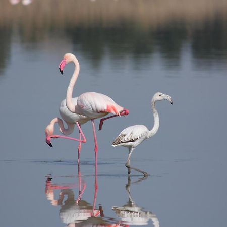 B&B La Dolce Vita Flumini di Quartu Εξωτερικό φωτογραφία
